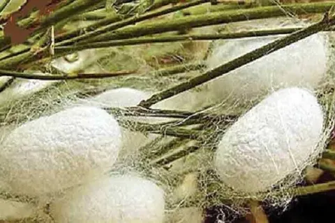 روزگار خوش شهر ابریشم در خراسان شمالی